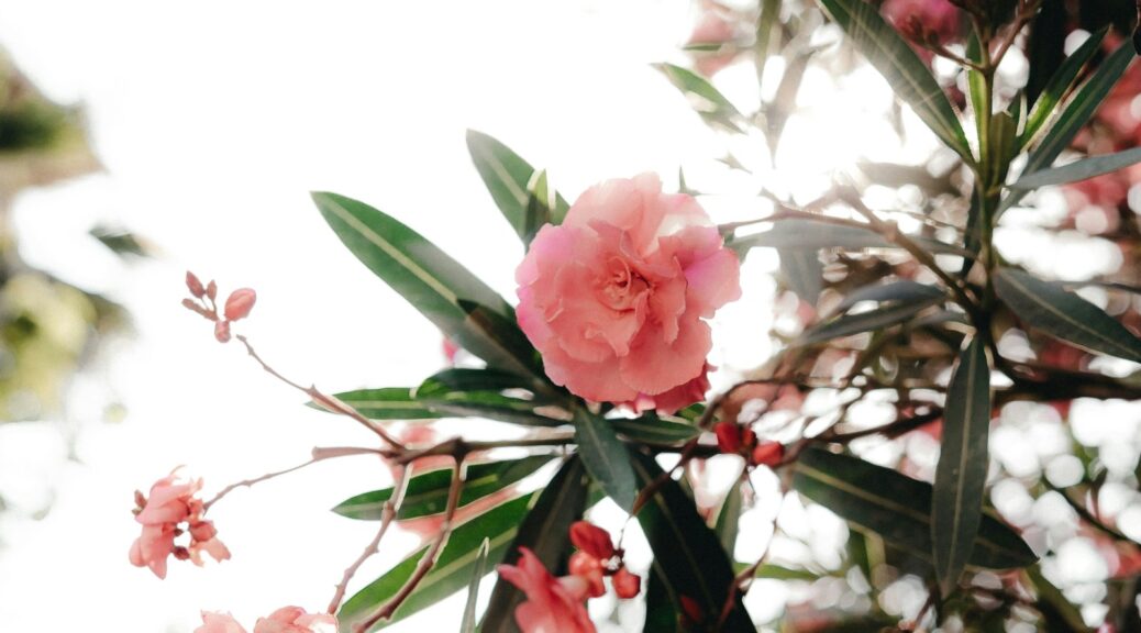 Pink oleander blossom against a bright sky